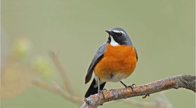 فال پرندگان تاریخ تولد شما